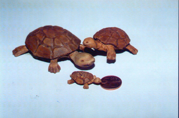 Schildkröten